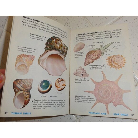 Vintage Seashells of the World Book 1962 A Golden Guide clear Lucite book stand - Picture 11 of 16